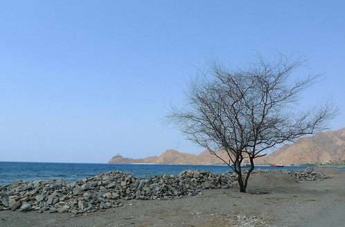 tree on the road to Cristo Rei tree on the road to Cristo Rei