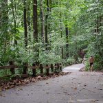 Bukit Timah Hill – Conquering Singapore’s Tallest Peak