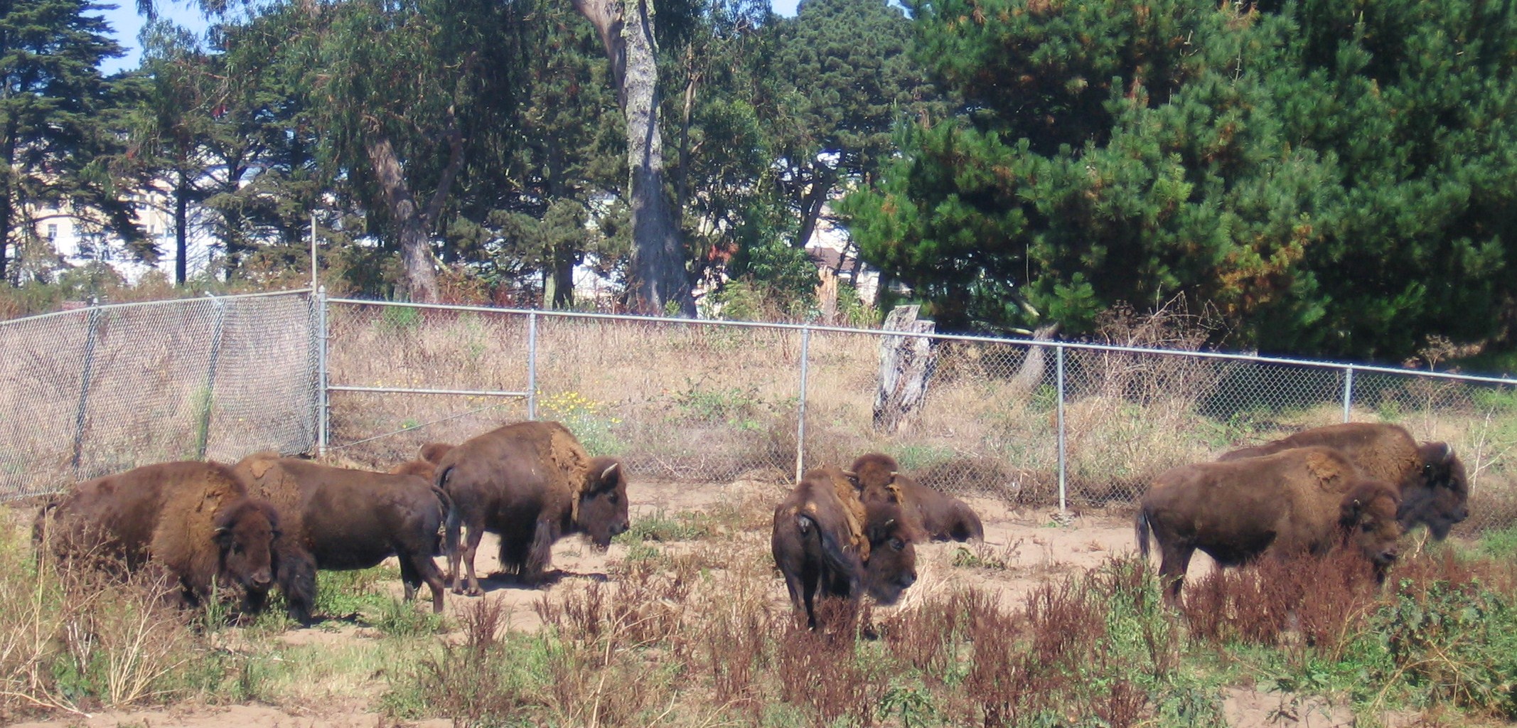 bisons