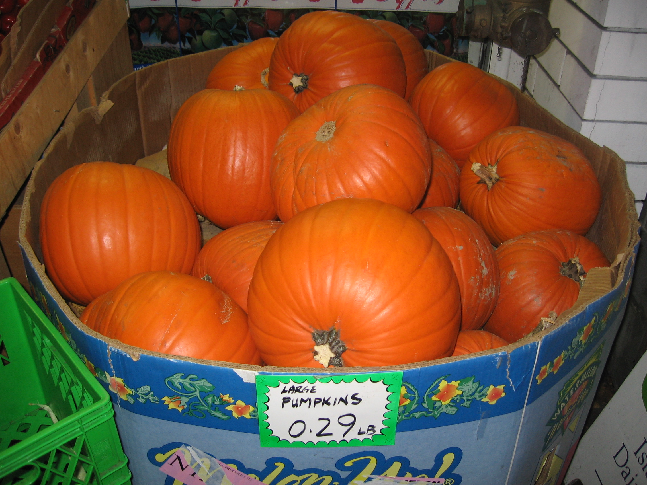 IMG_1309_1 with halloween just around the corner...