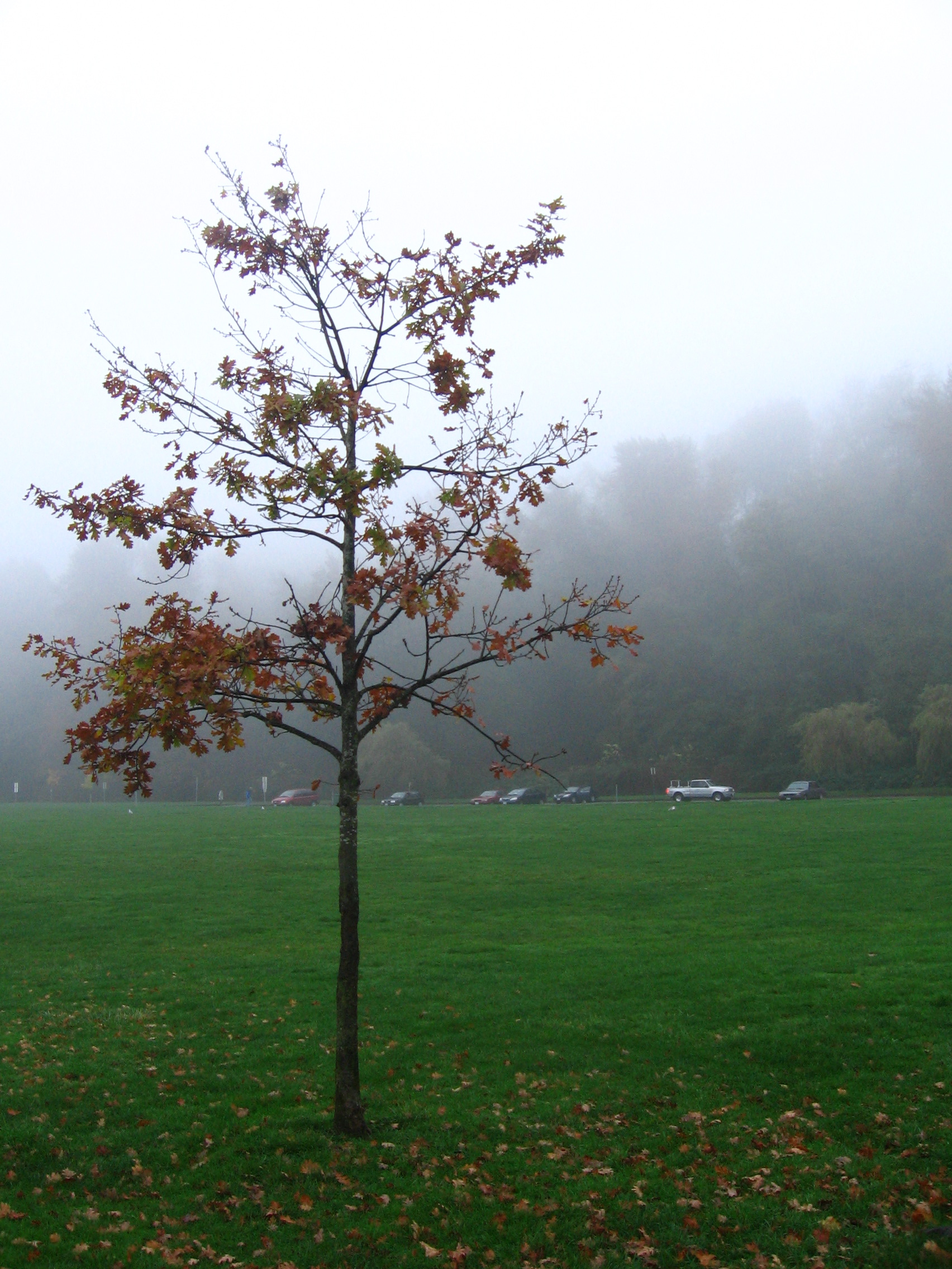 IMG_1364_3 the lone tree