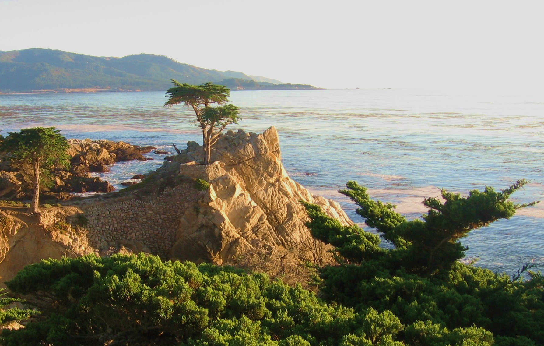 IMG_1570_1 the lone cypress