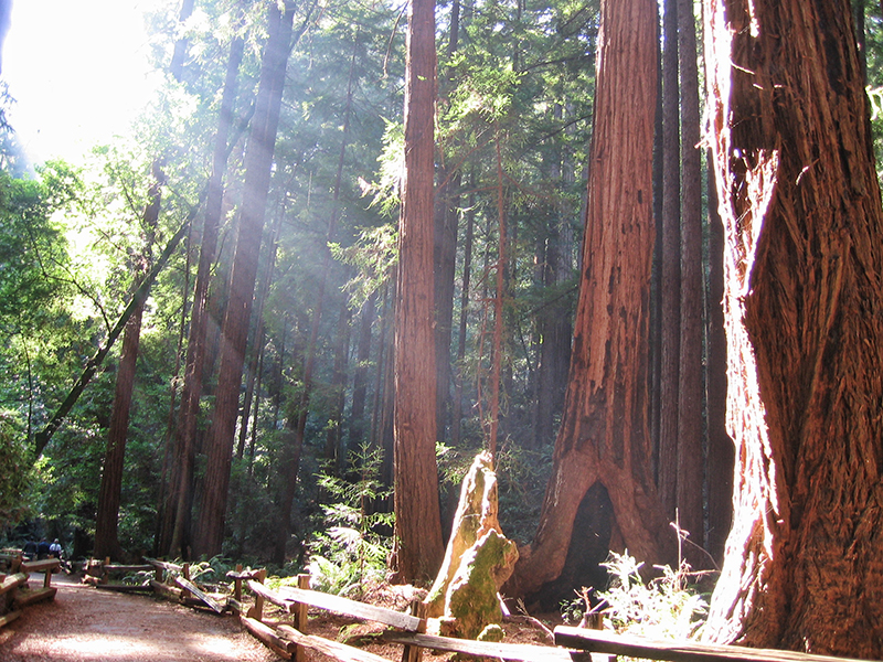 muir woods