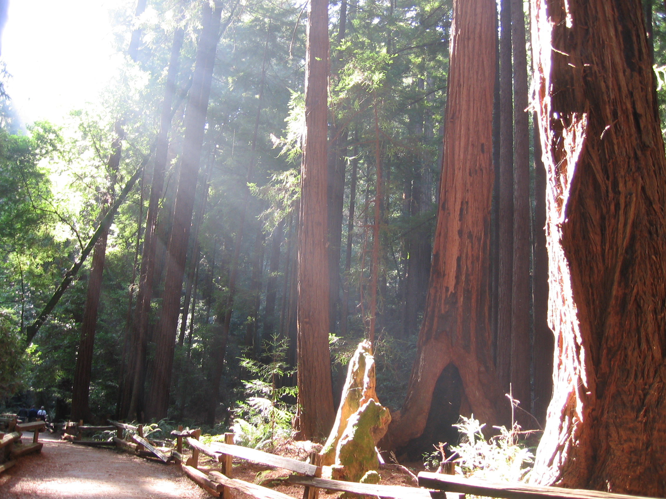 IMG_1613_2 muir woods