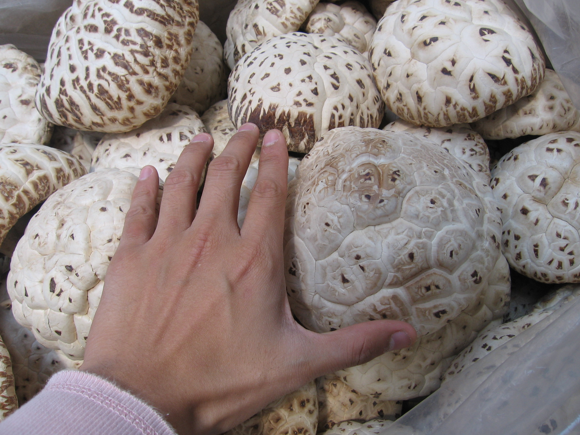 IMG_4404 now for something more tame - mushrooms as big as my hand