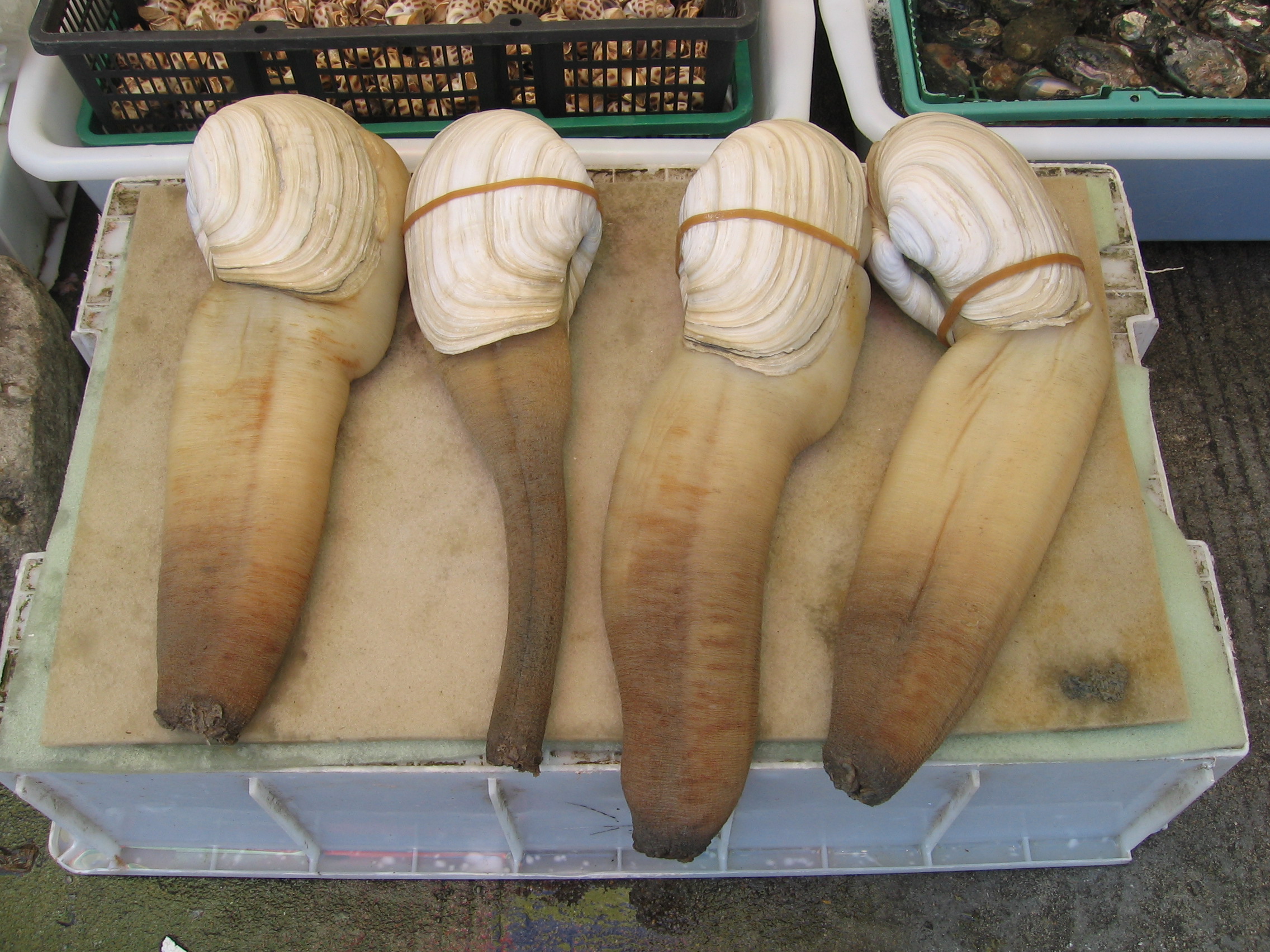 some kind of shell fish