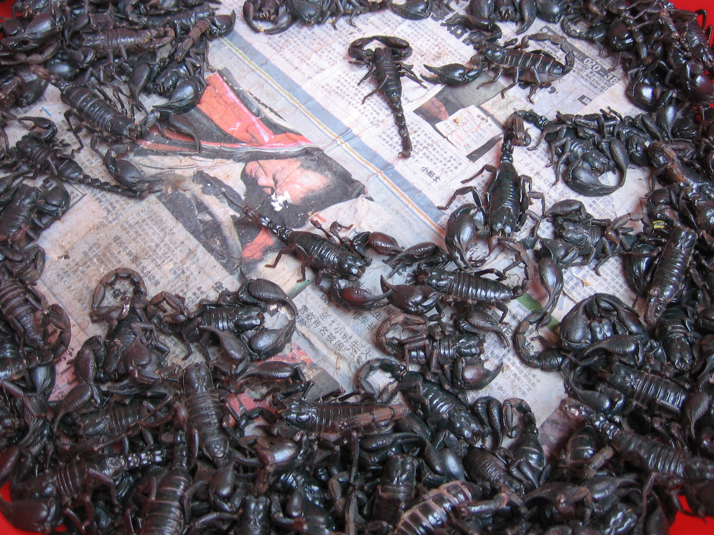 scorpions for lunch?