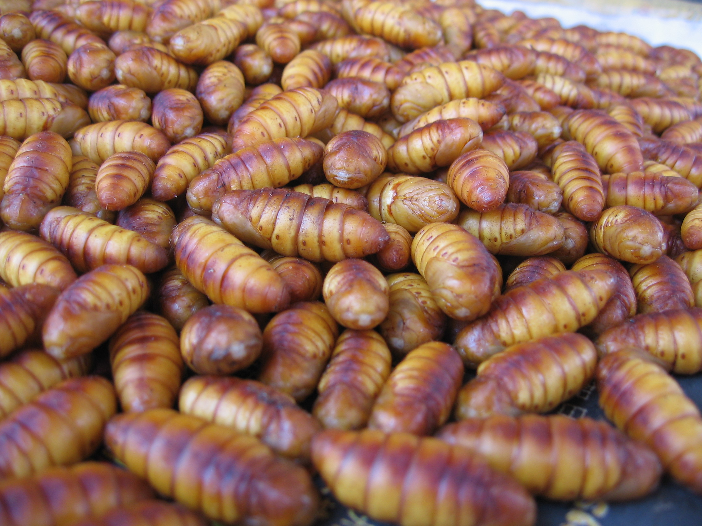 IMG_4426 insect pupae - i wonder how they cook this
