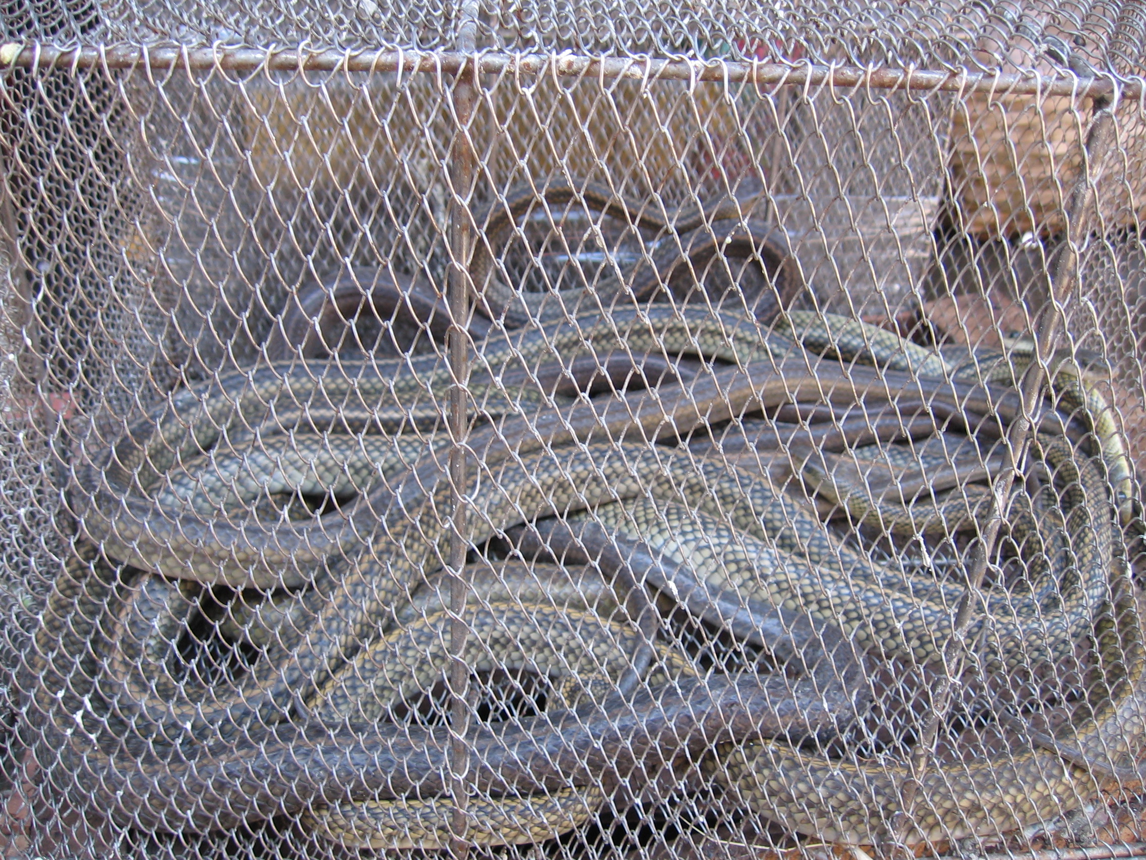 IMG_4429 snakes in a cage!