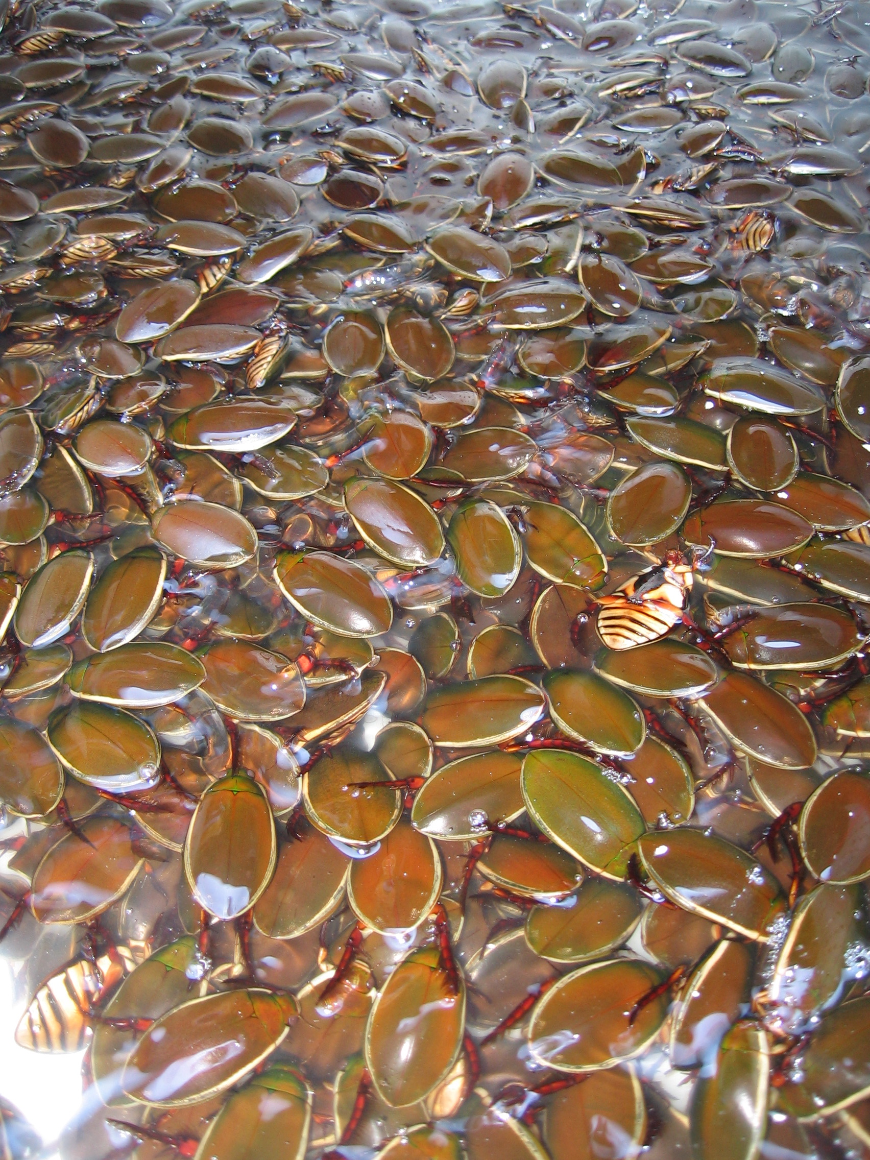 IMG_4432 i don't even know what these are but they look like bugs!