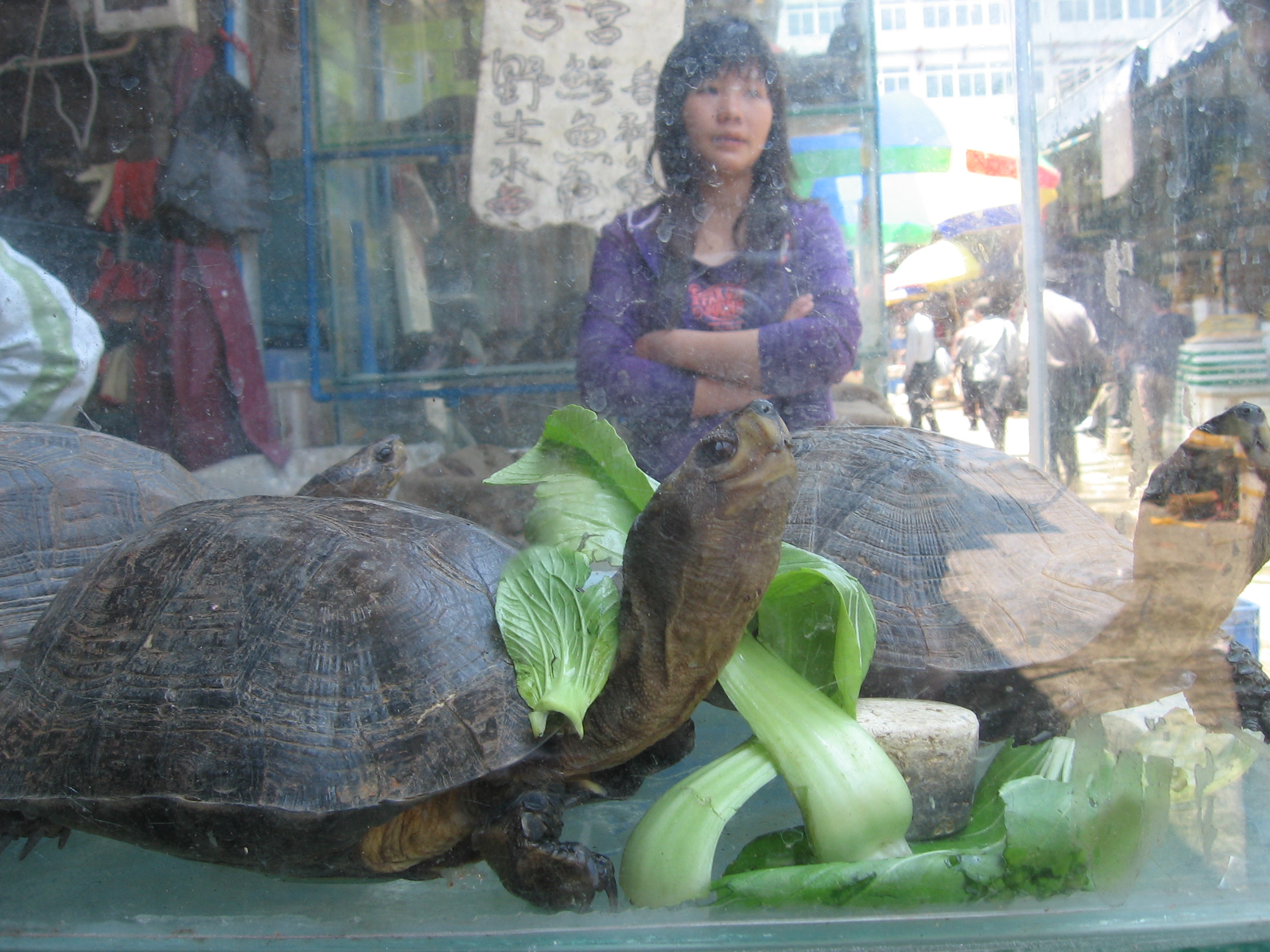 IMG_4435 poor turtles