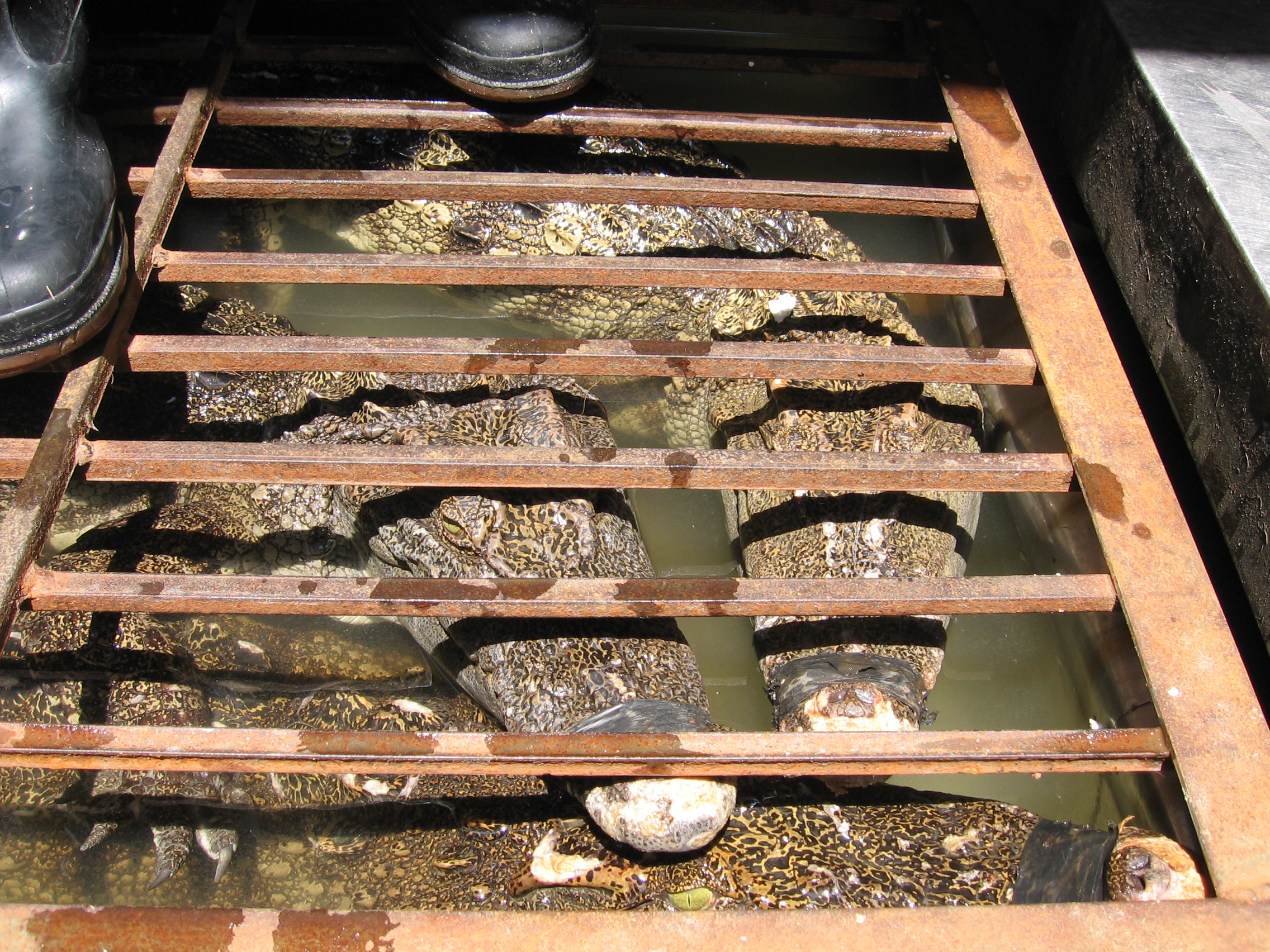 IMG_4439 crocs - they're not just for making bags and shoes!