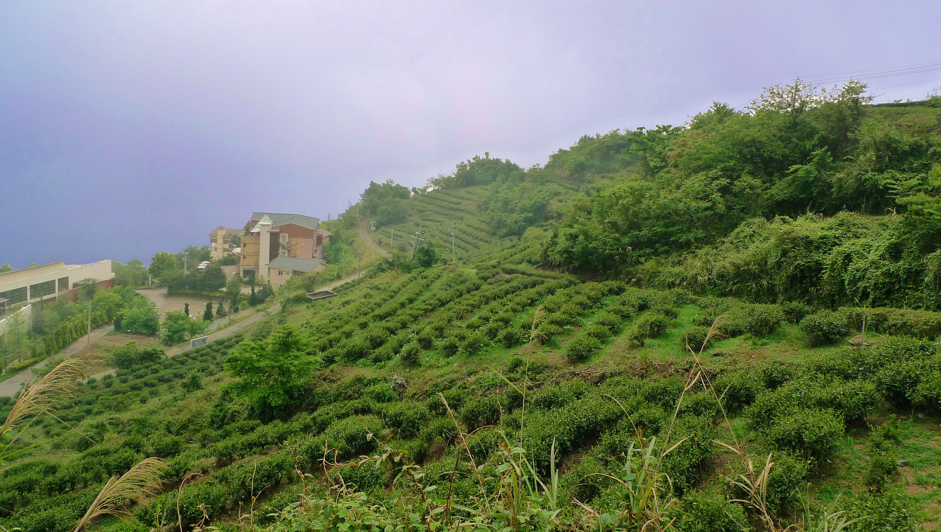 tea plantations